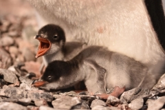 Pingwiny białobrewe - pisklęta | Gentoo penguin