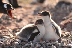Pingwiny białobrewe - pisklęta | Gentoo penguin